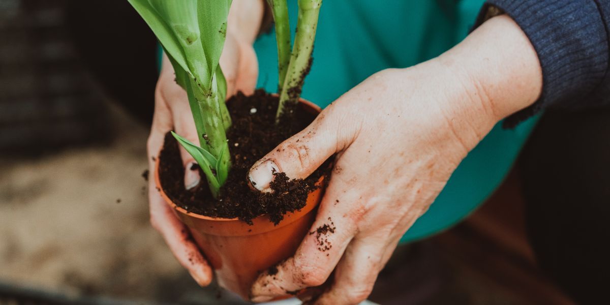 potted plants.jpg